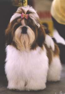 Top model dite topie Du domaine des atlantes - classe puppy, très prometteur; meilleur puppy