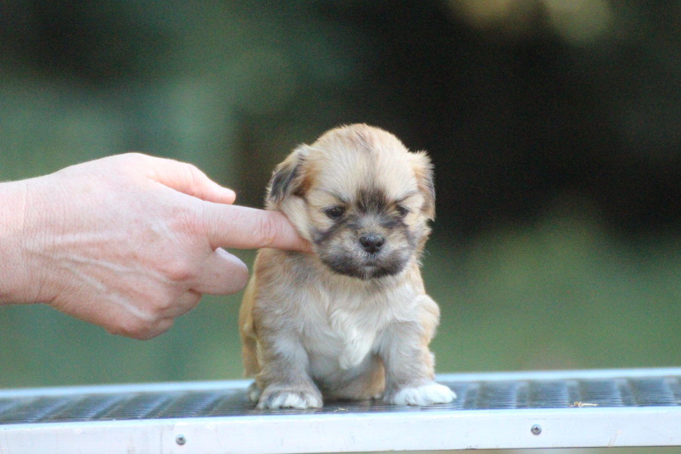 Chiot N°4 - Lhassa Apso