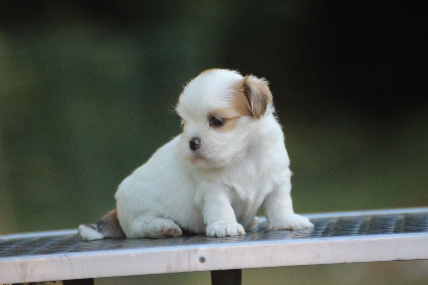 Chiot N°7