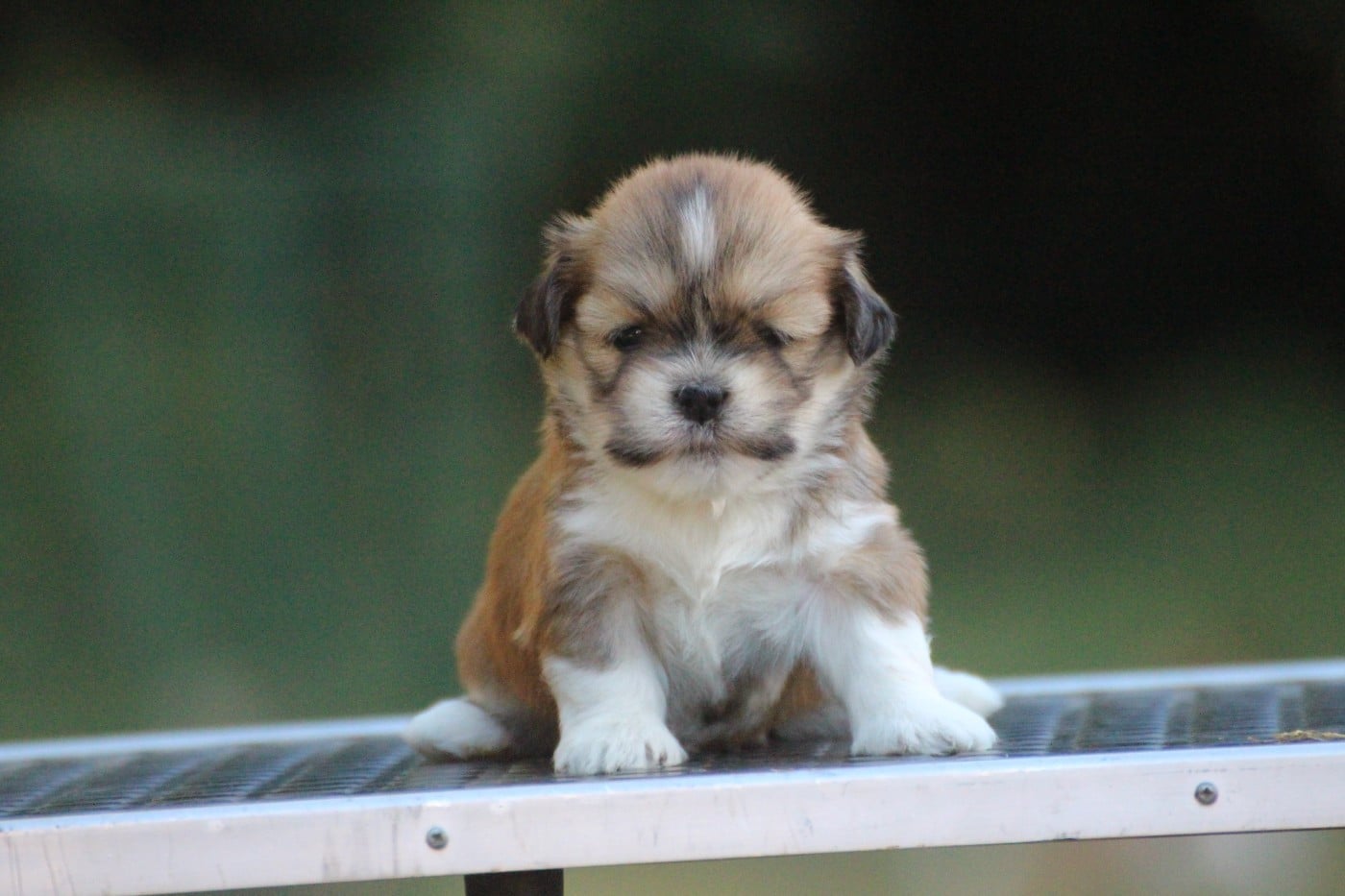 Chiot N°8