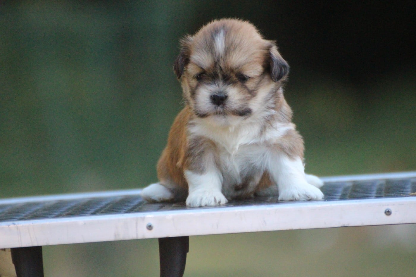 Chiot N°8