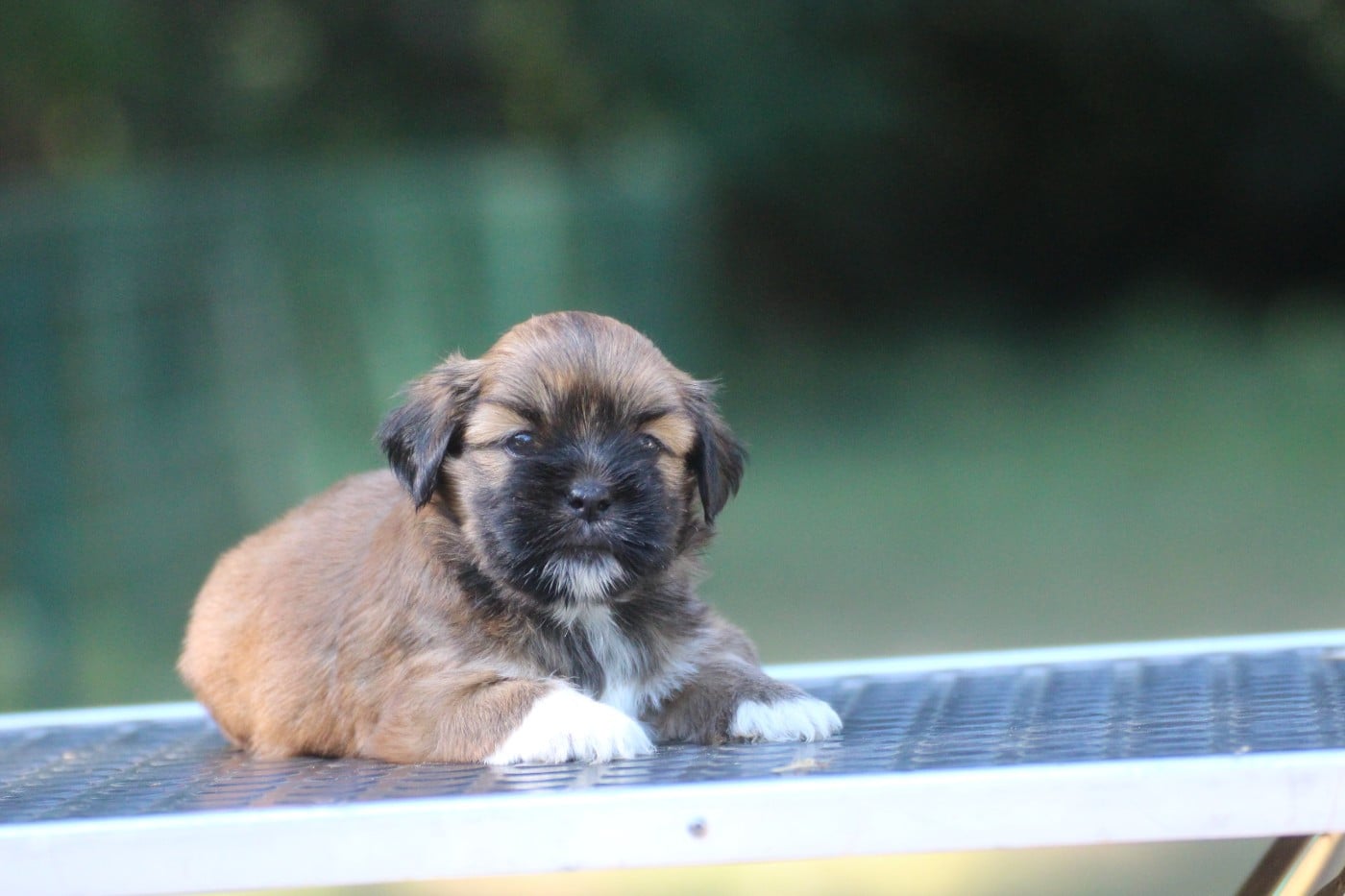 Chiot N°3 - Lhassa Apso