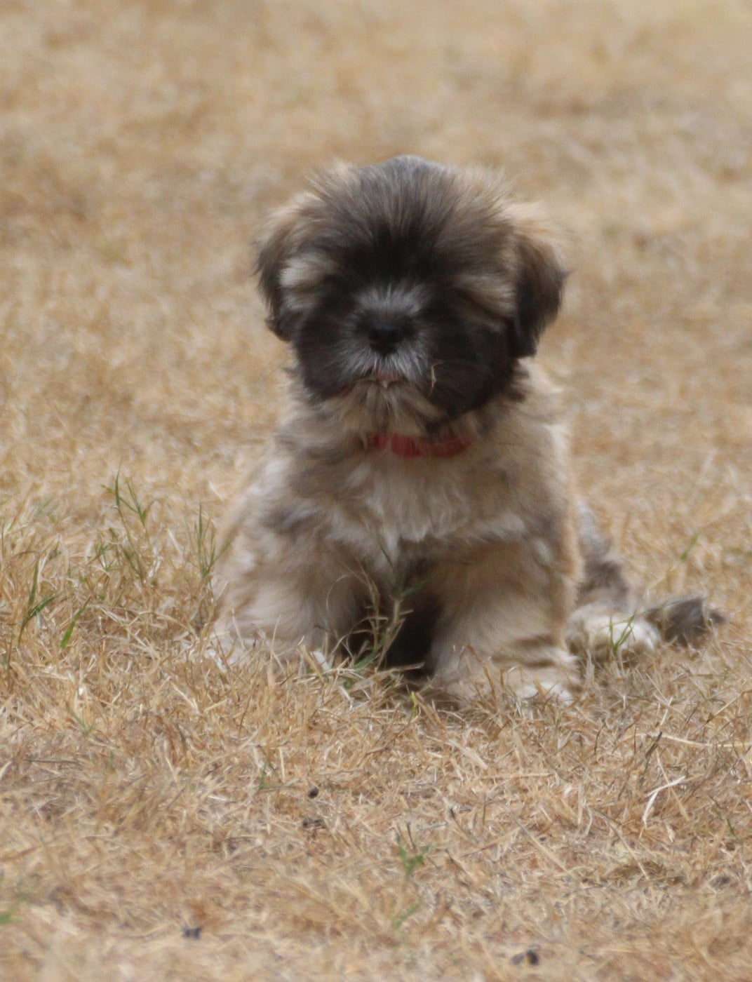 CHIOT 6