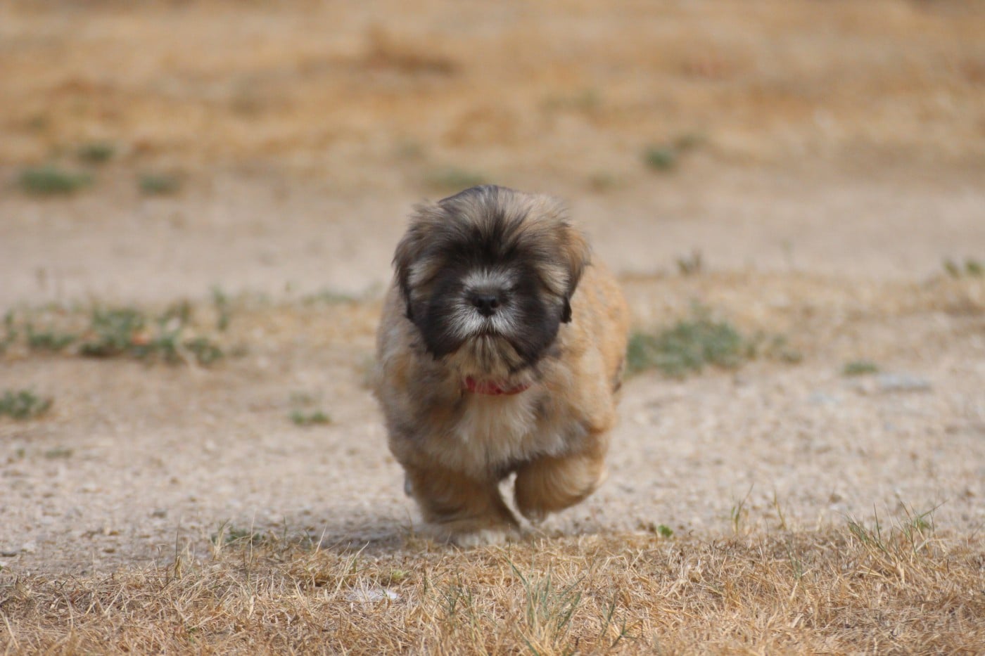CHIOT 6