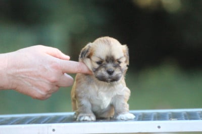 Les chiots de Lhassa Apso
