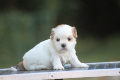 Les chiots de Lhassa Apso