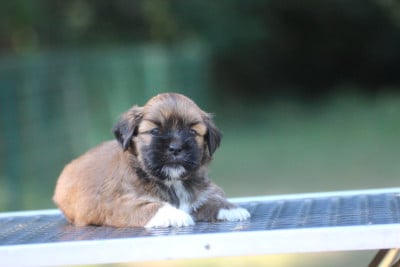 Les chiots de Lhassa Apso