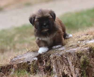 Les chiots de Lhassa Apso