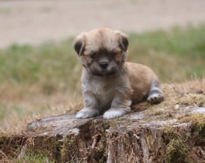 Les chiots de Lhassa Apso
