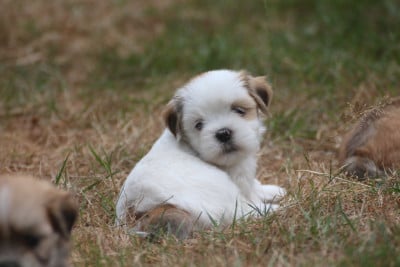 Les chiots de Lhassa Apso