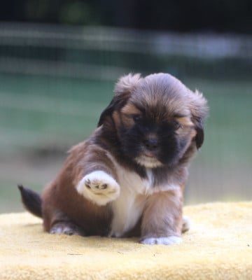 Les chiots de Lhassa Apso