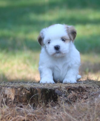 Les chiots de Lhassa Apso