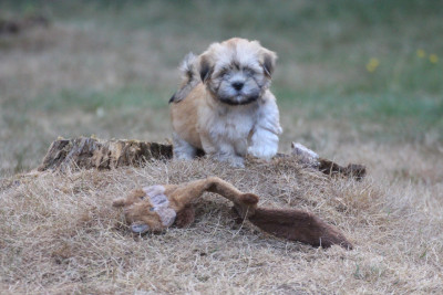 Les chiots de Lhassa Apso