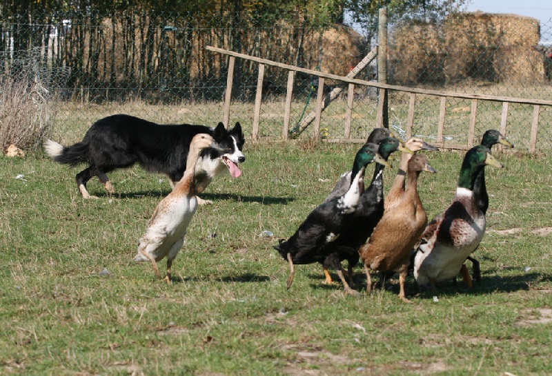 Publication : de la bergerie de morgane