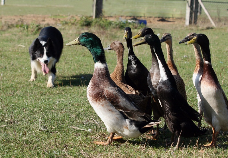 Publication : de la bergerie de morgane