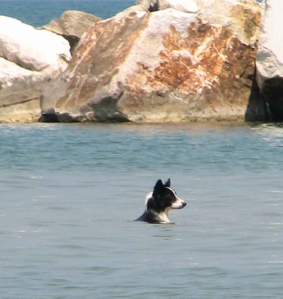 Publication : de la bergerie de morgane