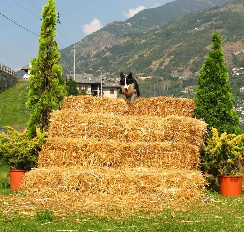 Publication : de la bergerie de morgane