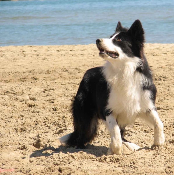 Publication : de la bergerie de morgane