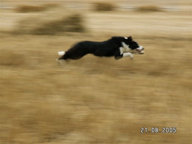 Publication : de la bergerie de morgane