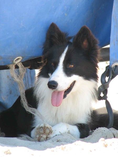 Publication : de la bergerie de morgane