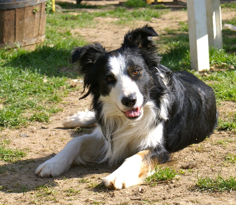 Publication : de la bergerie de morgane