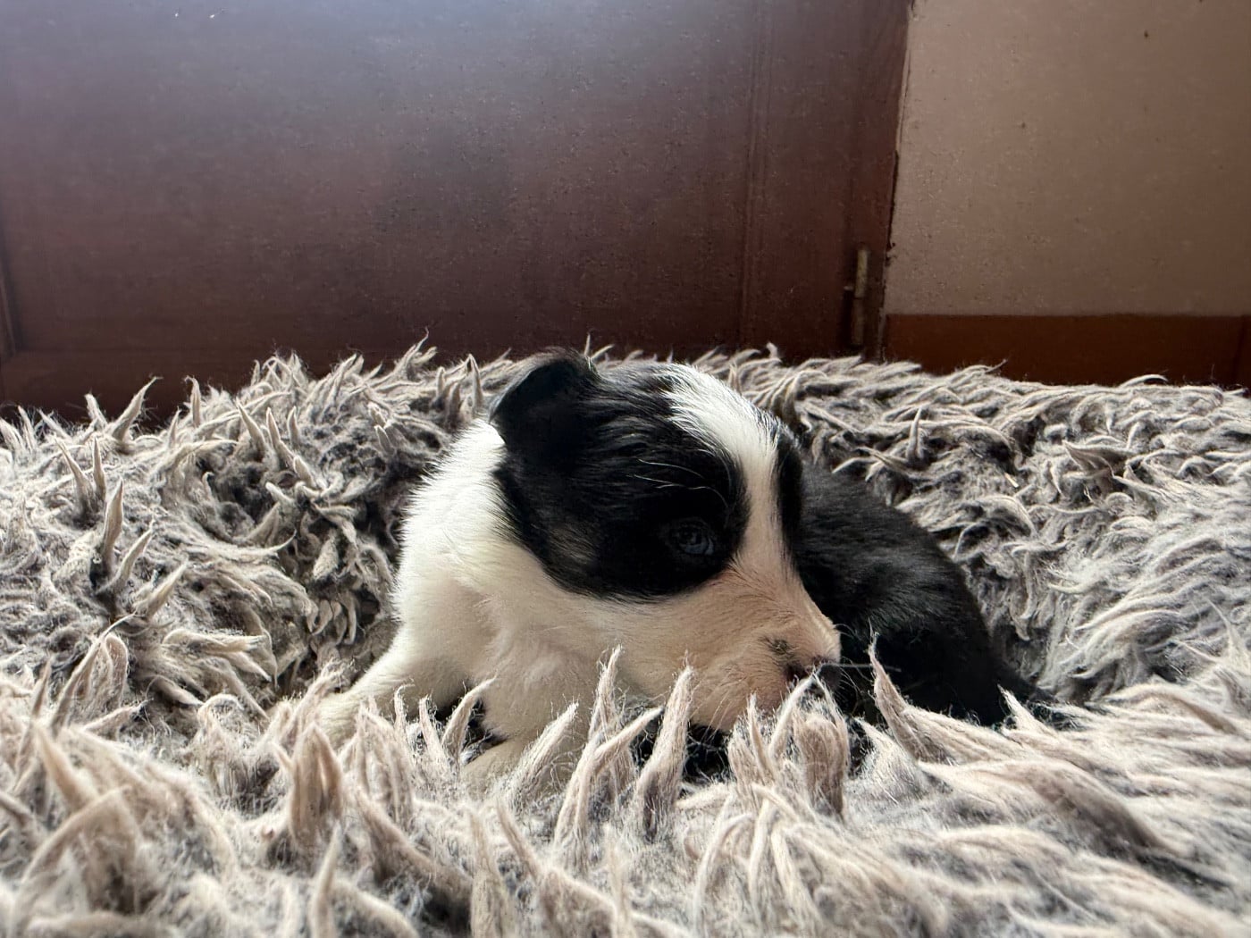 CHIOT 2 - Border Collie