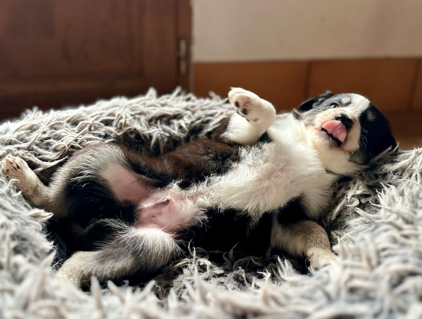 CHIOT 3 - Border Collie