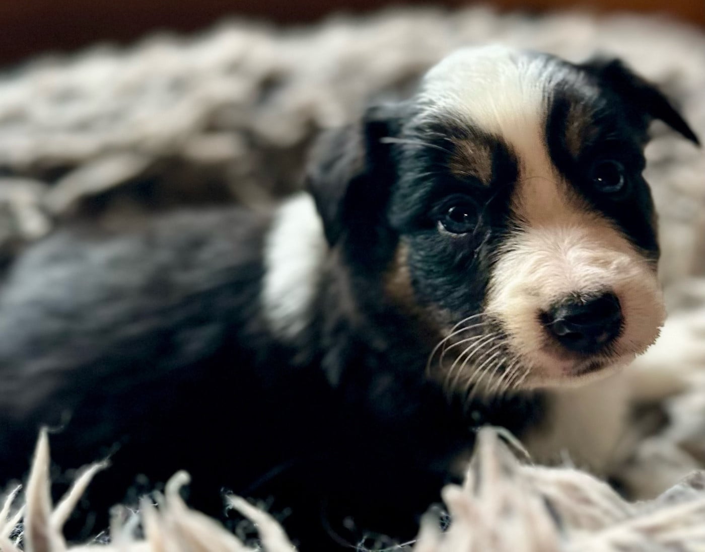 CHIOT 7 - Border Collie