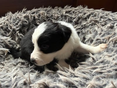 Les chiots de Border Collie