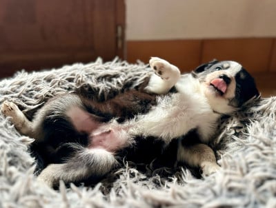 Les chiots de Border Collie