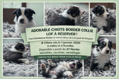 Les chiots de Border Collie