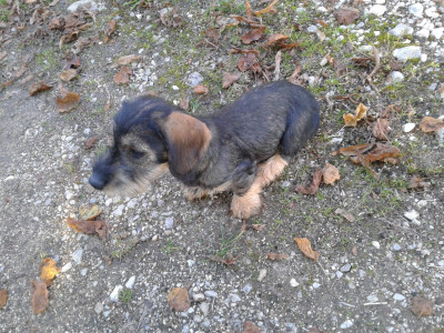 Les chiots de Teckel poil dur