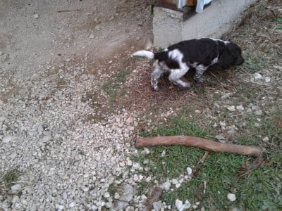 Les chiots de Chien d'Oysel allemand