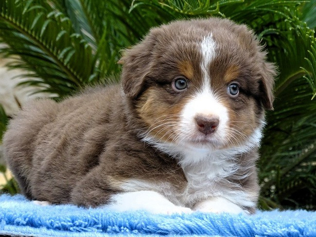 MALE ROUGE TRICOLORE