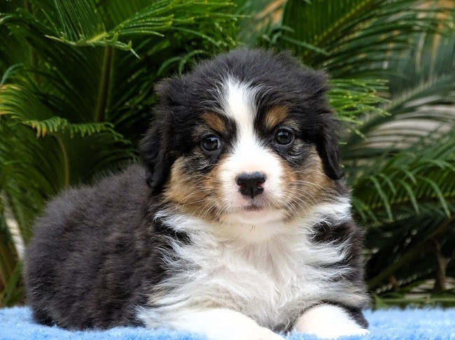 FEMELLE NOIRE TRICOLORE