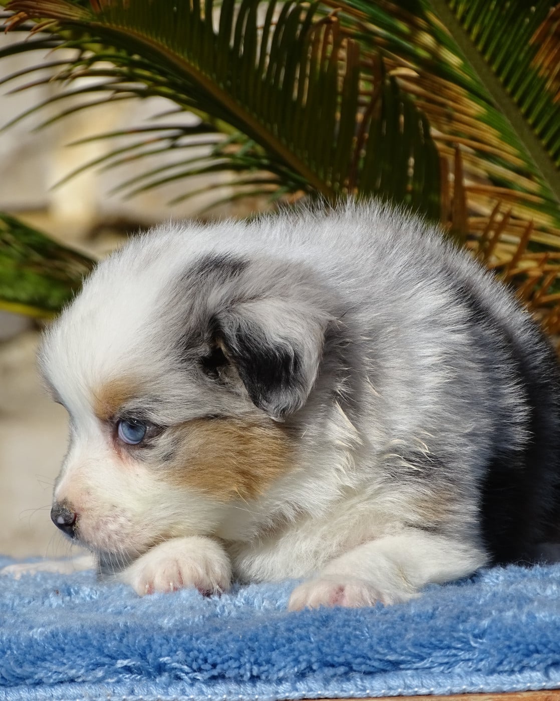 FEMELLE BLEU MERLE - Berger Australien