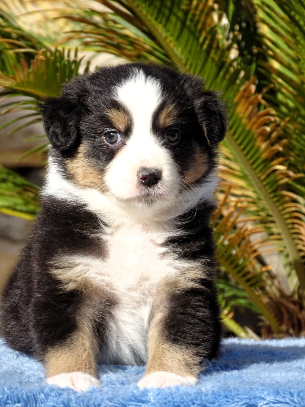 FEMELLE NOIR TRICOLORE - Berger Australien