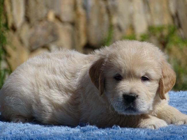 Chiot N°2 - Golden Retriever