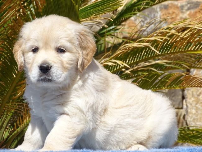 Chiot N°4 - Golden Retriever