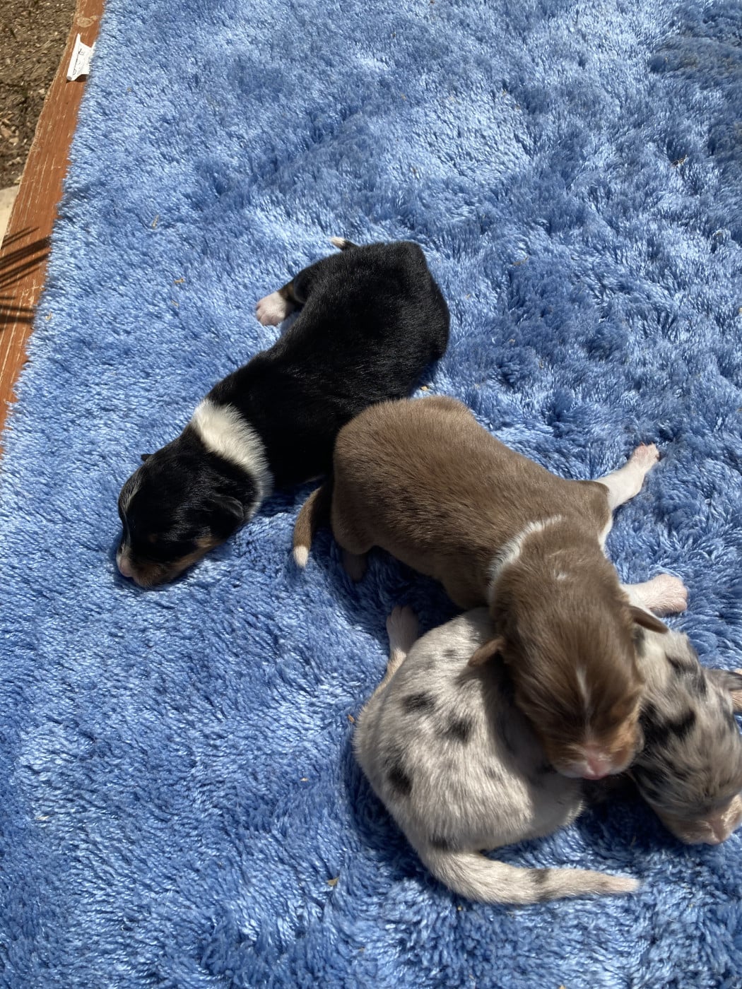 Femelle bleu merle - Berger Australien