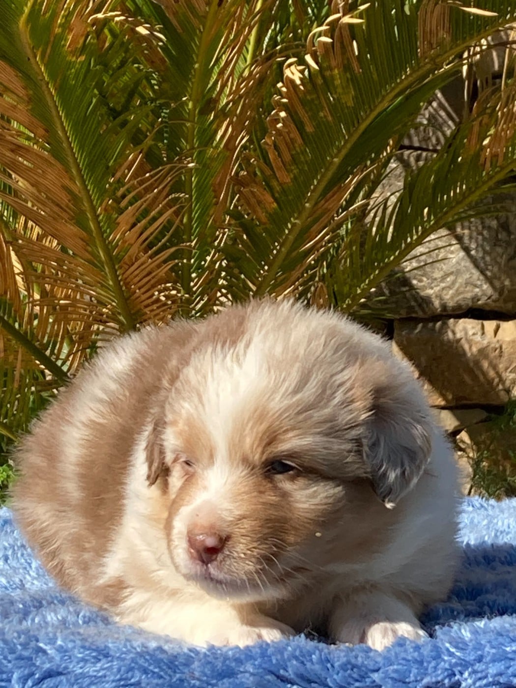 Femelle rouge merle - Berger Australien