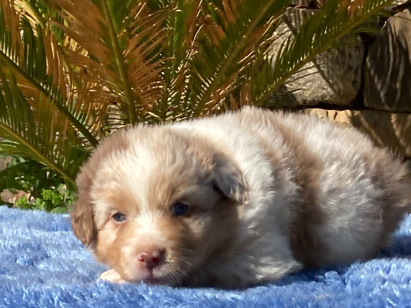 Mâle rouge merle - Berger Australien