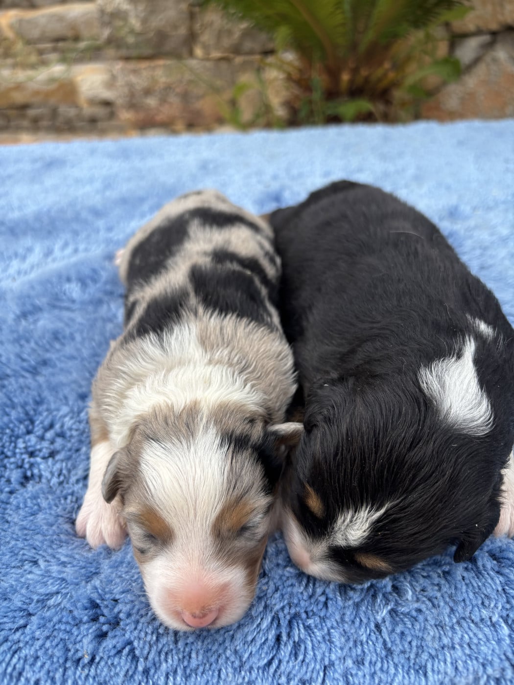 FEMELLE BLEU MERLE - Berger Australien