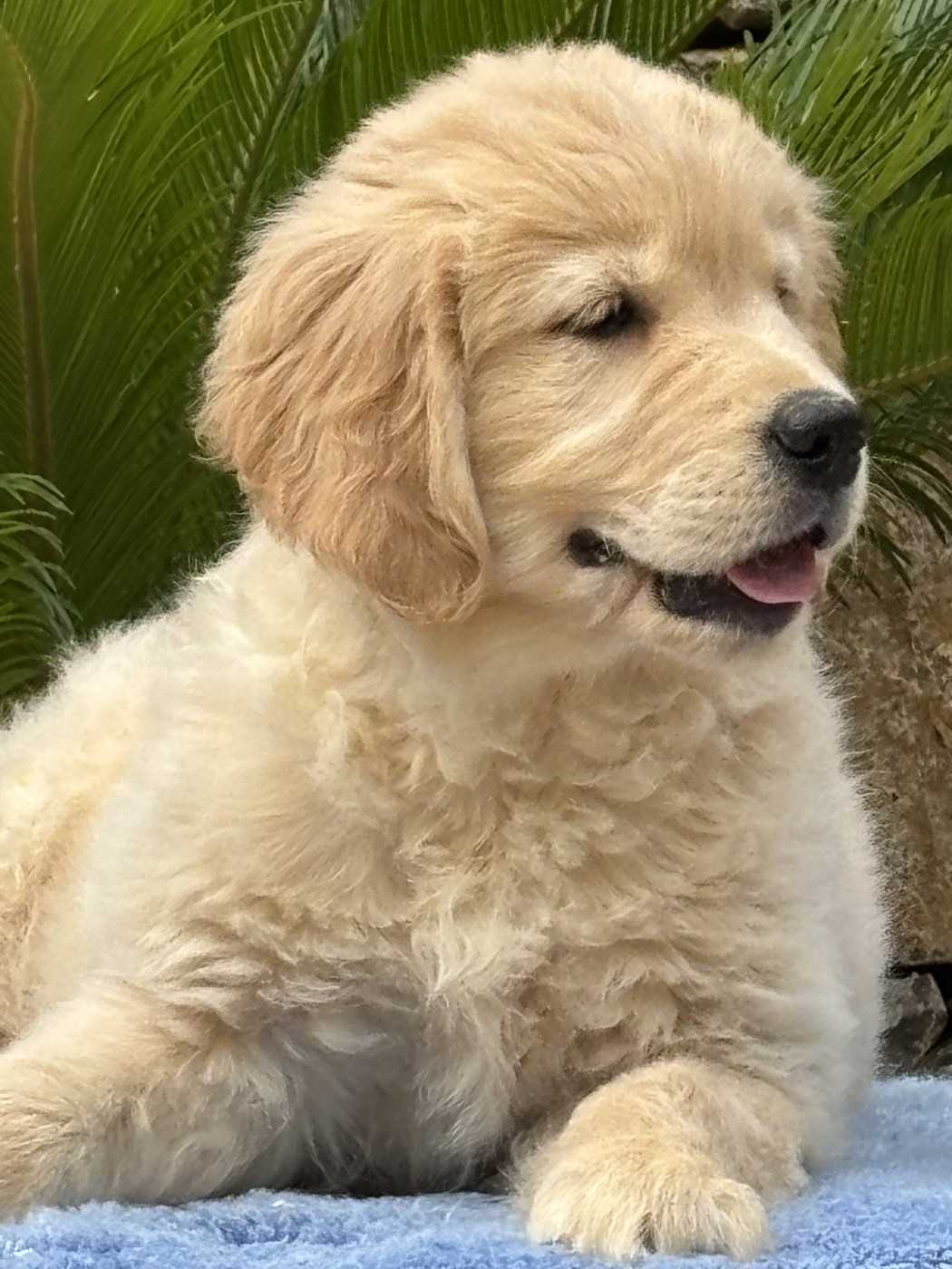 Chiot N°5