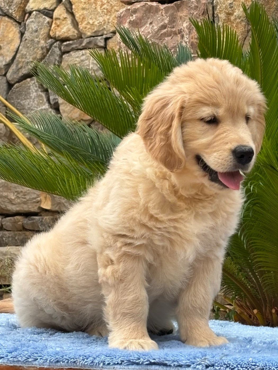 Chiot N°5