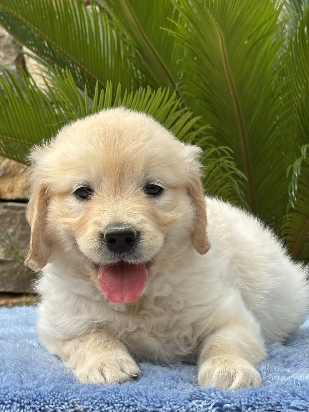 Chiot N°3 - Golden Retriever