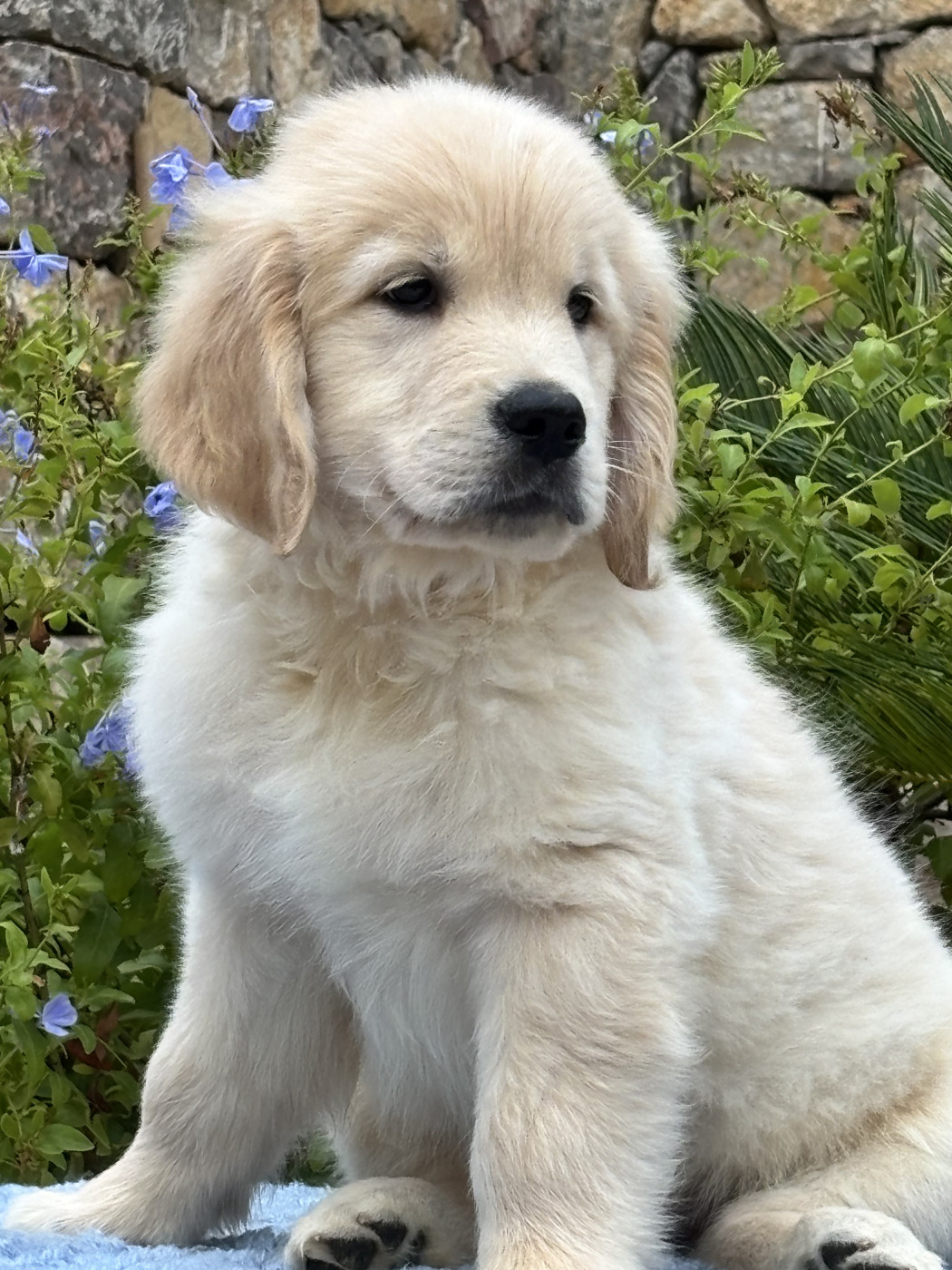 Chiot N°1 - Golden Retriever