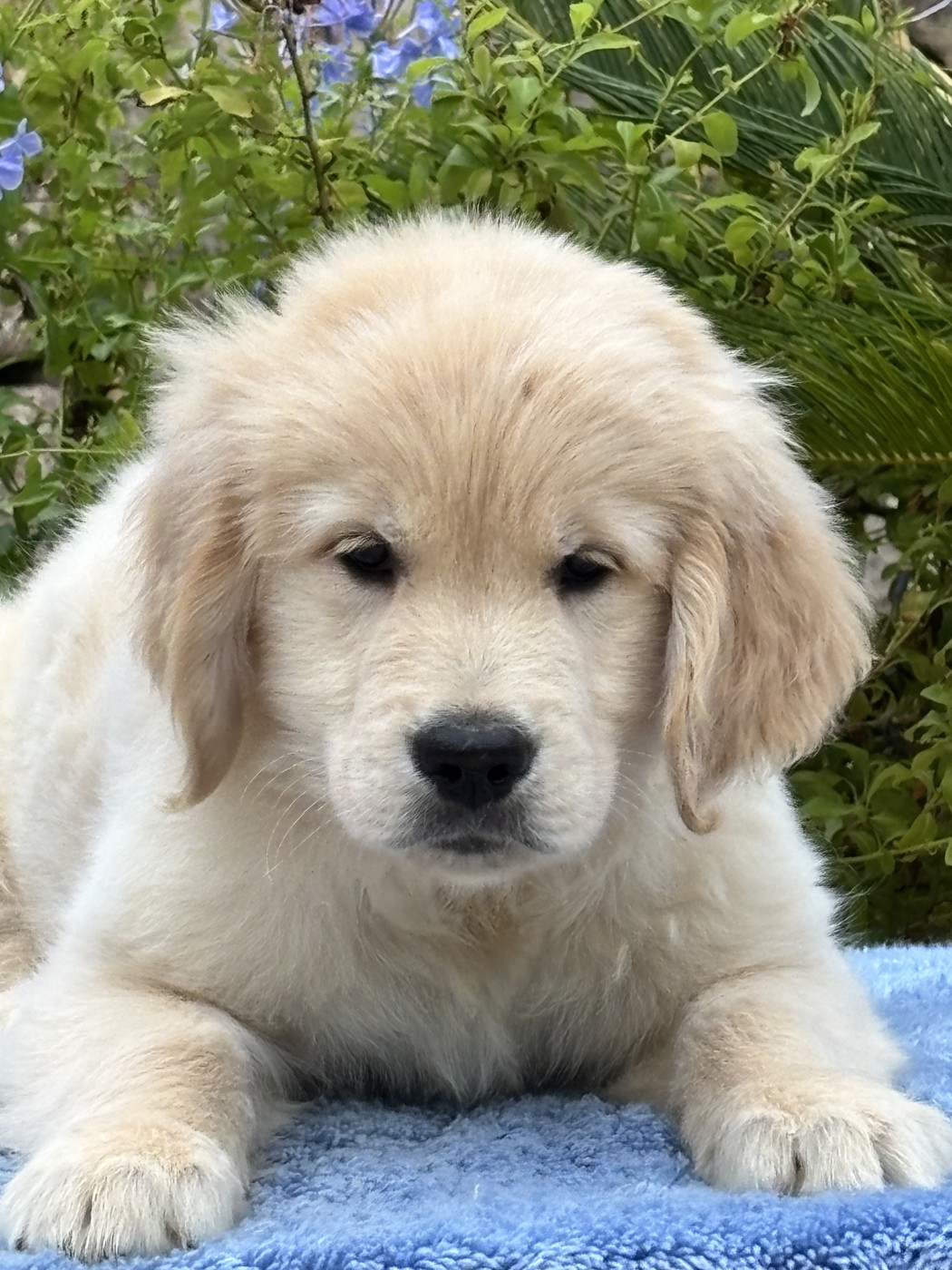 Chiot N°3 - Golden Retriever