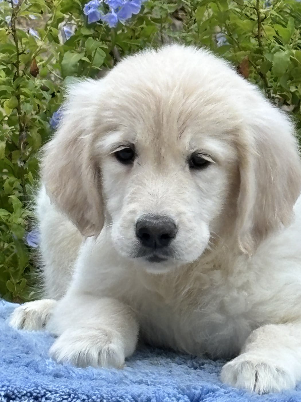 Chiot N°7 - Golden Retriever