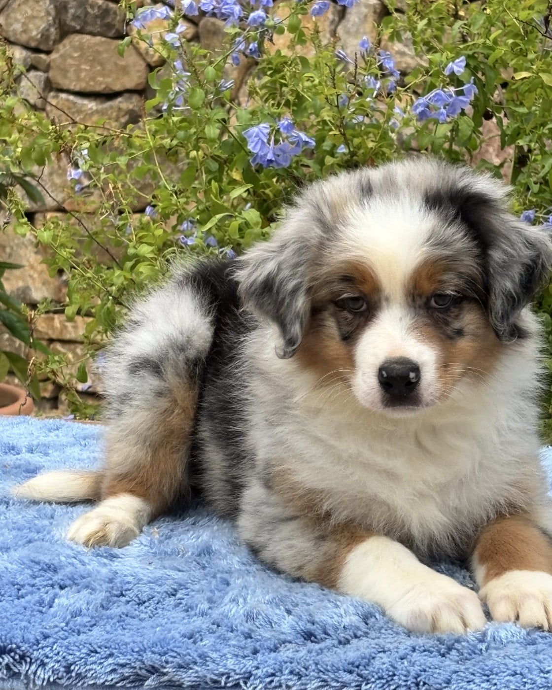 FEMELLE BLEU MERLE - Berger Australien